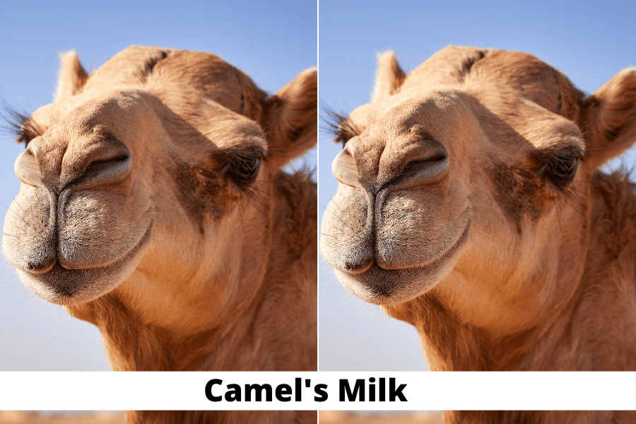 Camel milk  benefits