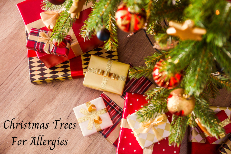 Christmas Trees for Allergies