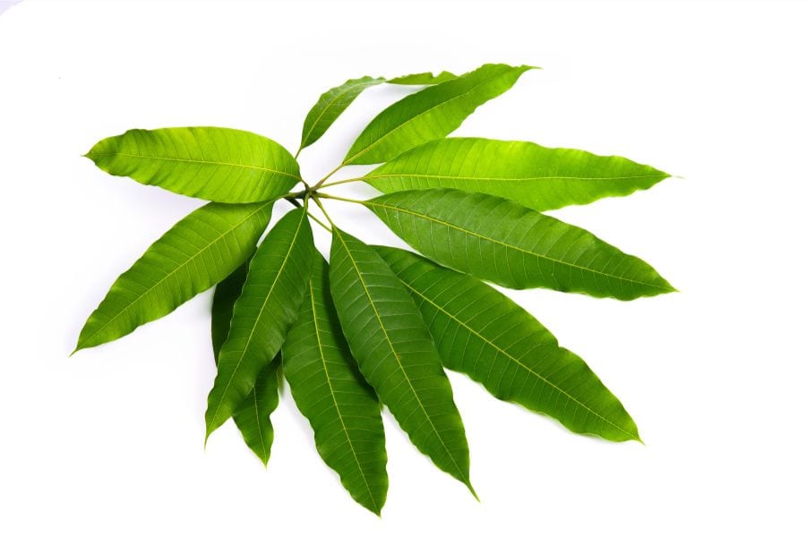 health benefits of mango leaves